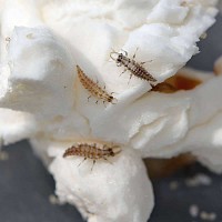Kit pédagogique d'élevage de chrysopes