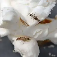 Kit pédagogique d'élevage de chrysopes