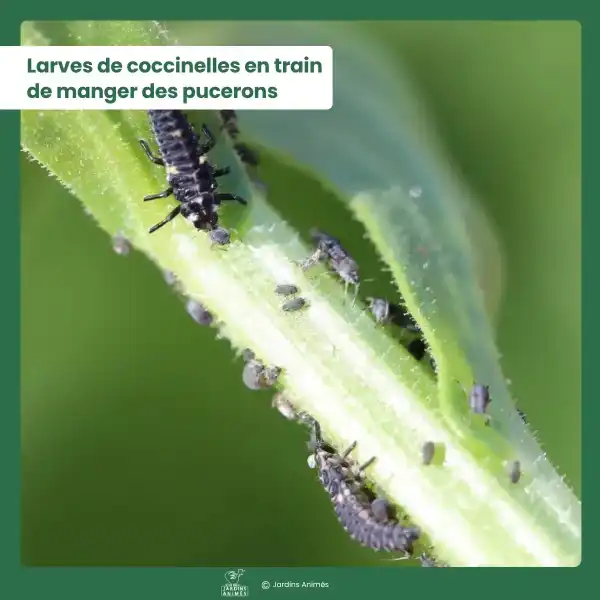 larves coccinelles solution naturelle pucerons