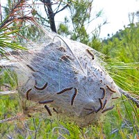 Eco Piège contre chenille processionnaire du pin écorce