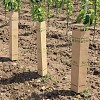 Manchon protection arbre vigne bisodisac biodégradable, hauteur 50 cm
