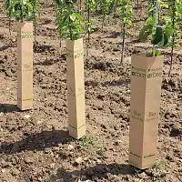 Manchon protection arbre vigne biodégradable, hauteur 50 cm