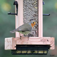 Mangeoire pour oiseaux en bois PEFC - Perchoirs, silo et réservoir à bloc de graisse
