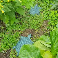 Pas japonais Tortue en fonte - Gris bleu
