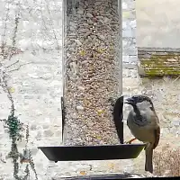 Mélange de graines de haute qualité pour oiseaux