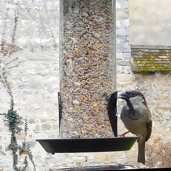 melange graines decortiquees haute qualite