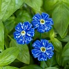 Mini bleuet bleu foncé - Fleur en céramique sur tige à planter