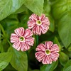 Mini bleuet rose - Fleur en céramique sur tige à planter