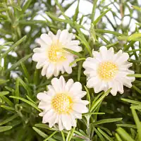 Petite marguerite des prés blanche - Fleur en céramique sur tige à planter