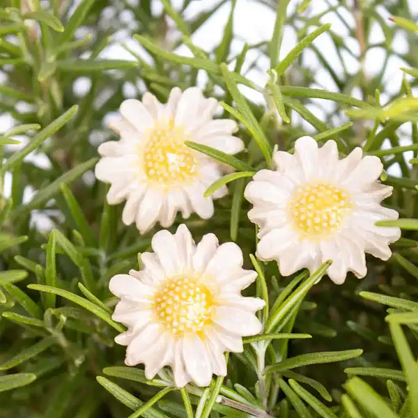 mini marguerite blanc