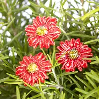 Petite marguerite des prés rouge - Fleur en céramique sur tige à planter