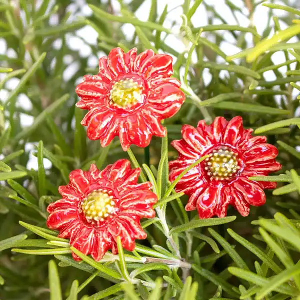 mini marguerite rouge