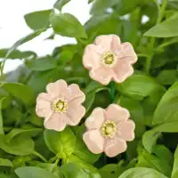 Mini pavot rose - Fleur en céramique sur tige à planter