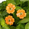 Mini pavot orange - Fleur en céramique sur tige à planter