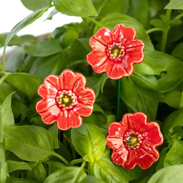 mini pavots rouge