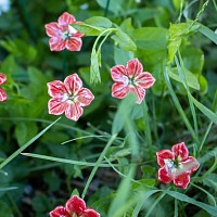 Mirabilis Belle-de-nuit en céramique sur tige à planter - Déco jardin