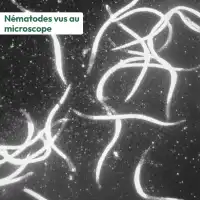 Nématodes Sc contre le charançon de l'agave - 25 millions (3 plantes)