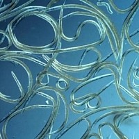 Nématodes Ph anti Limaces lutte bio