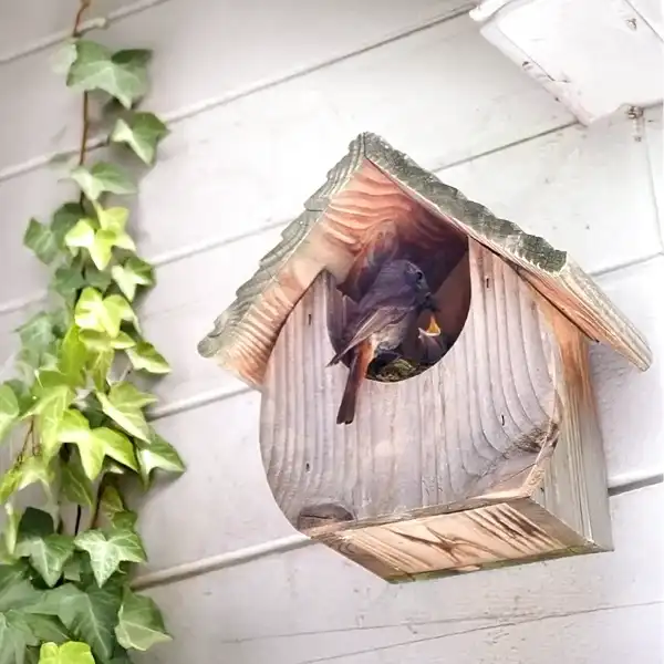 nichoir rougequeue noir