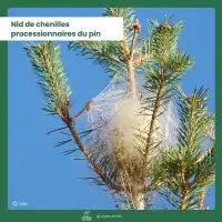 Phéromone contre la chenille processionnaire du pin - 6 mois (1 capsule longue durée)