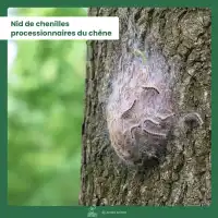 Phéromone contre la chenille processionnaire du chêne - 2 capsules, 3 mois de protection