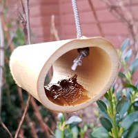 Nourriture pour coccinelle - Poudre de petit-lait