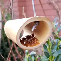 Nourriture pour coccinelle - Poudre de petit-lait  Nourriture pour coccinelle - Poudre de petit-lait