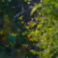 Attractif moustiques multi-pièges en gel