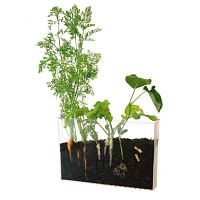 Vivarium pour observer les Racines et les Vers de terre