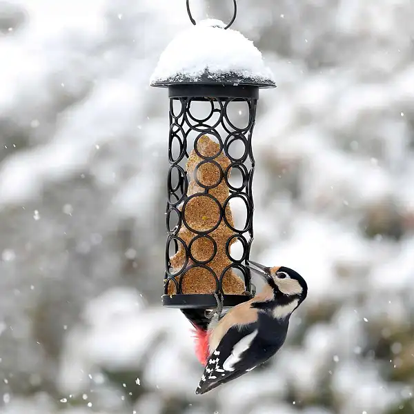 oiseau hiver cylindre graisse