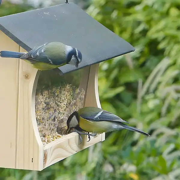 oiseaux alimentation graines superieur NM025 oiseaux alimentation graines superieur NM025