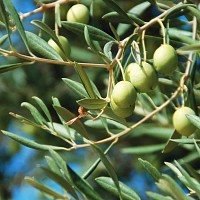 Argile blanche contre vers de la cerise et olive - 5 sachets hydrosolubles