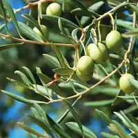 Argile blanche contre vers de la cerise et olive - 5 sachets hydrosolubles