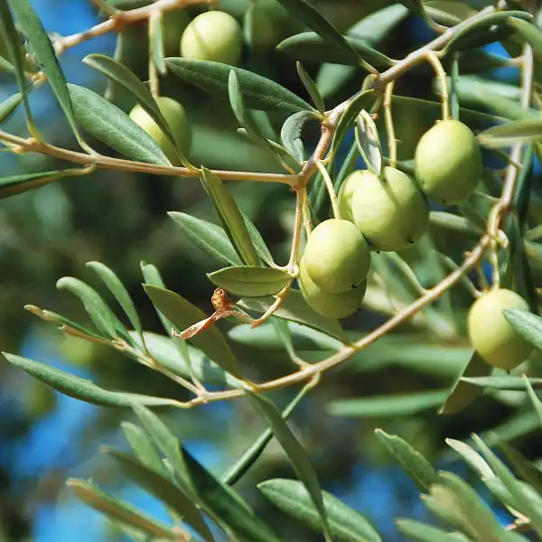 olive branche olivier