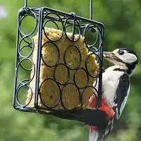 Bloc de graisse végétale pour oiseaux sans huile de palme