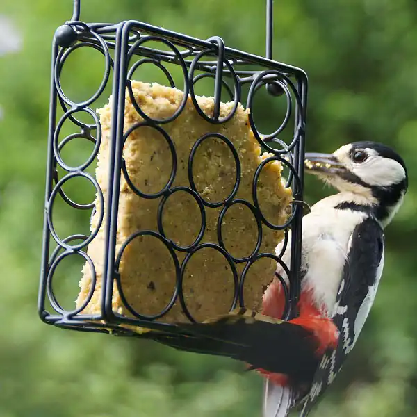 pain de graisse oiseau
