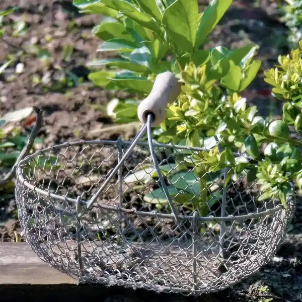panier grillage recolte potager