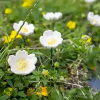Eglantine blanc - Fleur en céramique sur tige à planter