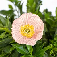 Pavot rose clair - Fleur en céramique sur tige à planter