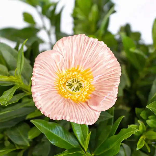 pavot deco rose clair