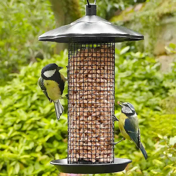 pepites oiseaux nourriture