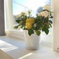 Olla réserve d'eau pour pot et jardinière 30cl