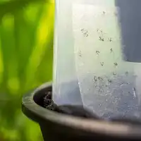 Piège à moustique anti ponte femelles BG-GAT Reflect-Tech - sans insecticide