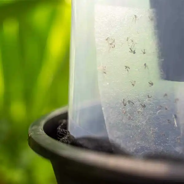 piege collant moustique