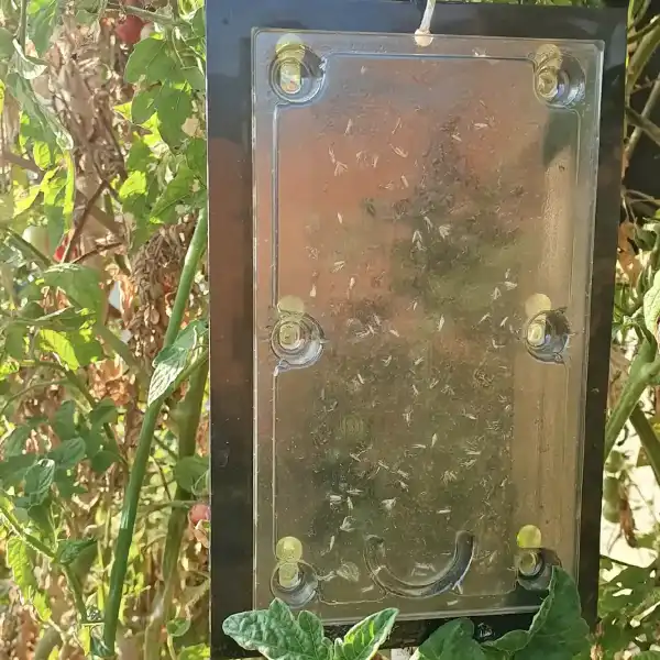 piege collant pheromone