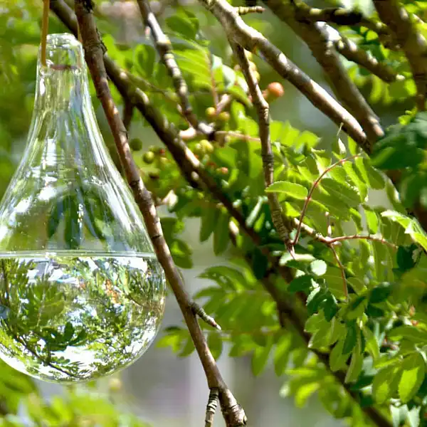 piege mouche verre arbre
