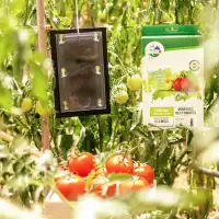 Piège collant avec phéromones contre la mineuse de la tomate x2 - Plaques engluées, diffusion 2 mois