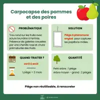 Piège collant avec phéromones contre le carpocapse des pommes et poires x2 - Plaques engluées, diffusion 2 mois