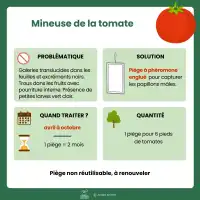 Piège collant avec phéromones contre la mineuse de la tomate x2 - Plaques engluées, diffusion 2 mois