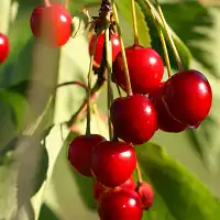 Argile blanche contre vers de la cerise et olive - 5 sachets hydrosolubles